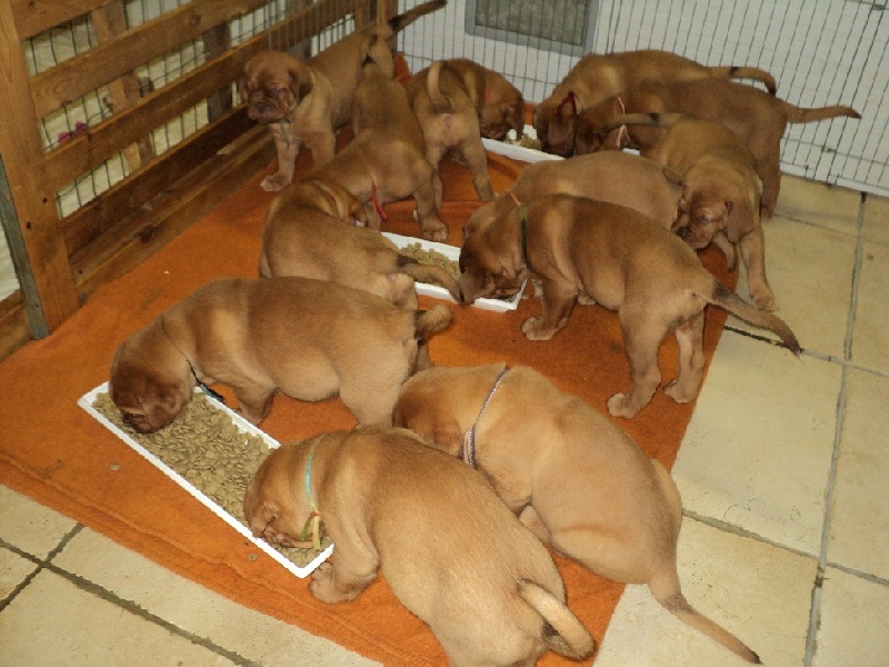 des Lions du Caucase - Dogue de Bordeaux - Portée née le 08/08/2010