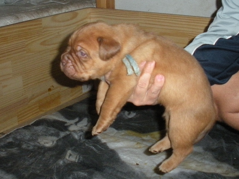 des Lions du Caucase - Dogue de Bordeaux - Portée née le 30/01/2009